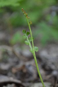 Botrychium crenulatum image