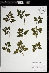 Sceptridium oneidense image