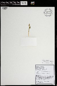 Botrychium michiganense image