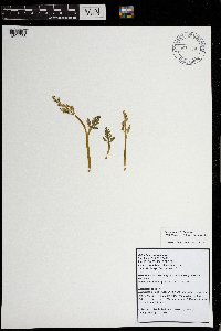Botrychium michiganense image