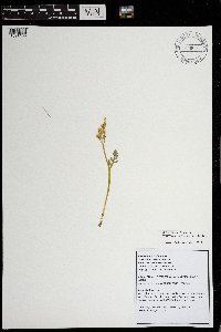 Botrychium michiganense image