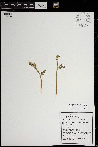 Botrychium michiganense image