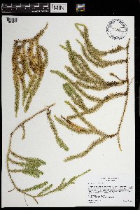 Thumbnail image of current specimen