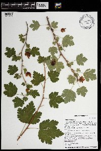 Ribes cynosbati image