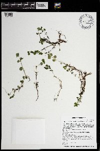 Chrysosplenium americanum image