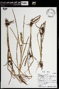 Sparganium emersum image