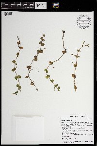 Erythranthe geyeri image