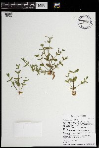 Lindernia dubia image