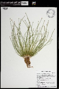thumbnail image of current specimen