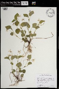 Viola labradorica image