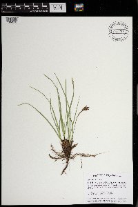 Carex richardsonii image