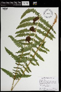 Claytosmunda claytoniana image