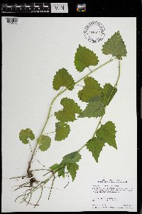 Alliaria petiolata image