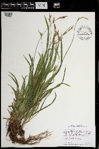 Carex hirtifolia image