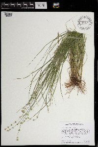Carex radiata image