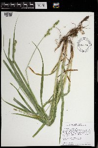 Carex sparganioides image