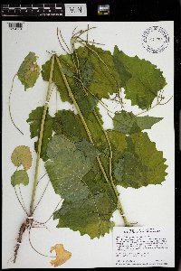 Alliaria petiolata image