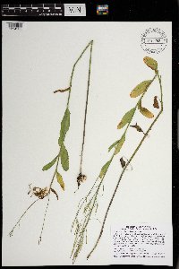 Cardamine bulbosa image