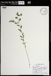 Comandra umbellata image
