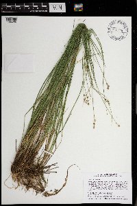 Carex interior image