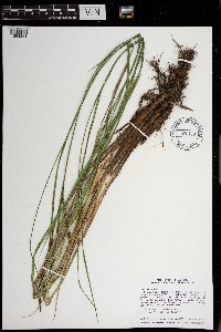 Carex stricta image