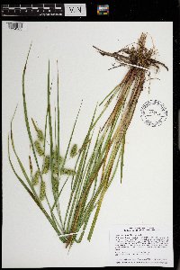 Carex hystericina image