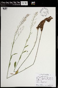 Cardamine bulbosa image