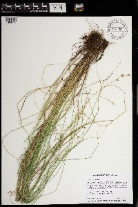 Carex interior image