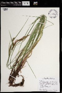 Carex stricta image