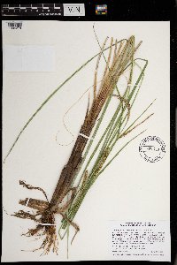 Thumbnail image of current specimen