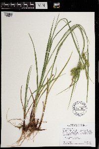 Carex hystericina image
