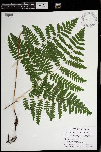 Pteridium aquilinum var. latiusculum image