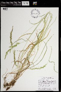 Sphenopholis intermedia image