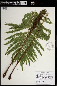 Matteuccia struthiopteris image