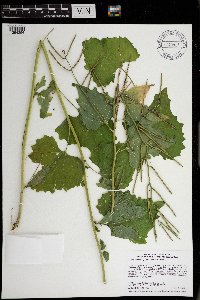 Alliaria petiolata image