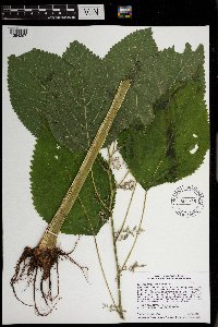 Laportea canadensis image