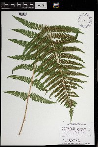 Dryopteris filix-mas image
