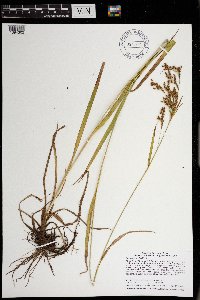 Scirpus pendulus image