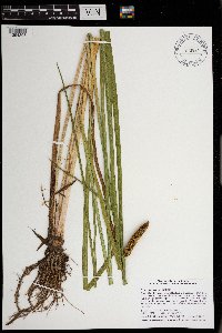 Acorus americanus image