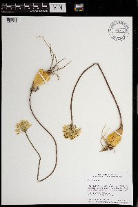Allium tricoccum image