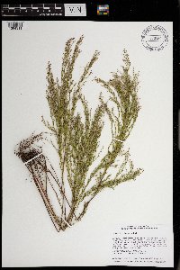 Lechea stricta image