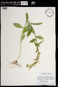 Lobelia siphilitica image