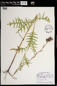 Cirsium muticum image
