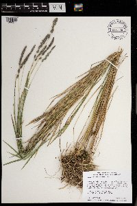 Muhlenbergia glomerata image