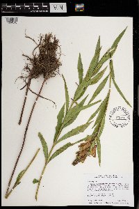 Chelone glabra image