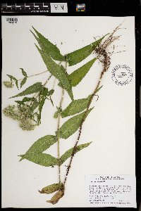 Eupatorium perfoliatum image