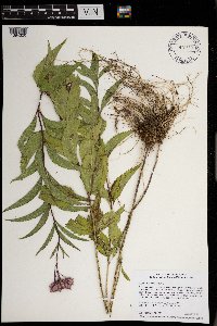 thumbnail image of current specimen