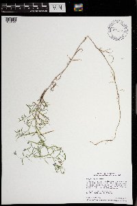 Campanula aparinoides image