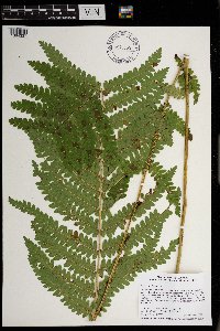 Claytosmunda claytoniana image