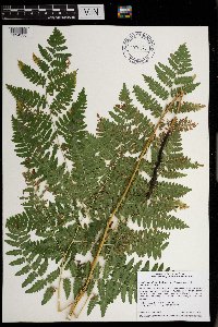 Pteridium aquilinum var. latiusculum image